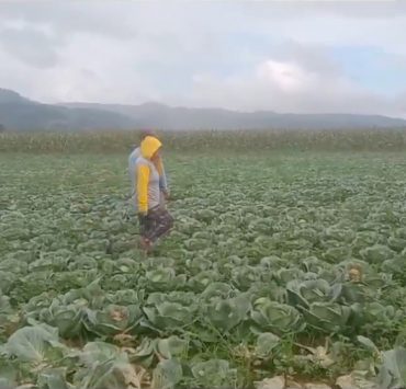 cagayan cabbage farmers