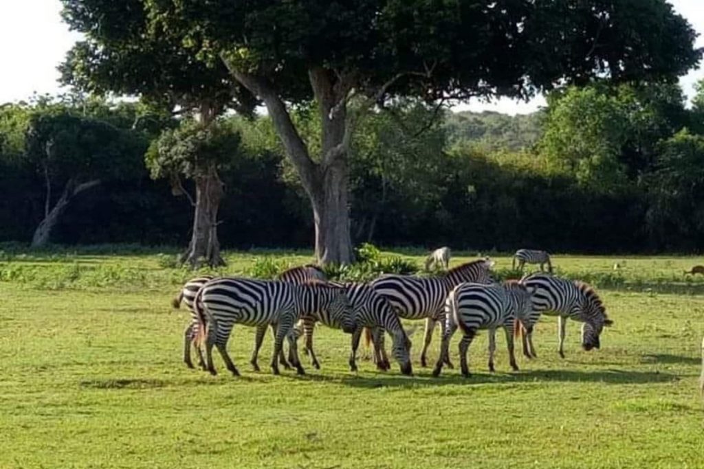 calauit island safari