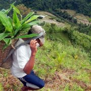 a man uphill carrying a bag of abaca saplings