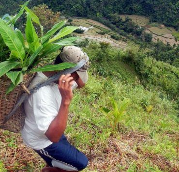 a man uphill carrying a bag of abaca saplings