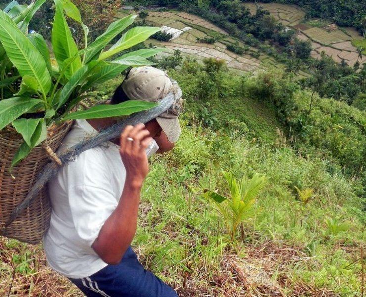 a man uphill carrying a bag of abaca saplings