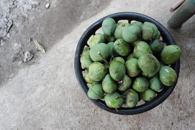 4-most-common-kinds-of-philippine-mangoes