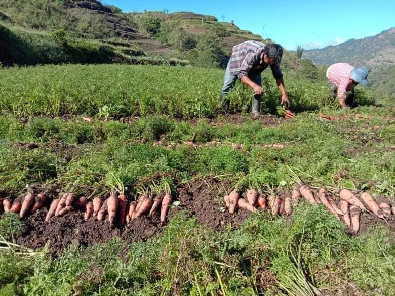 carrots on ground