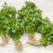 cilantro
