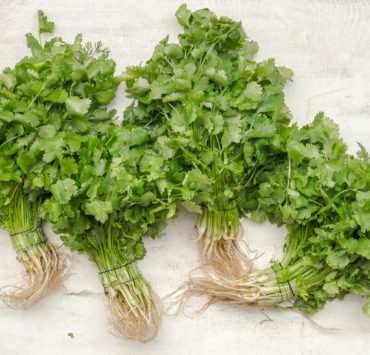cilantro