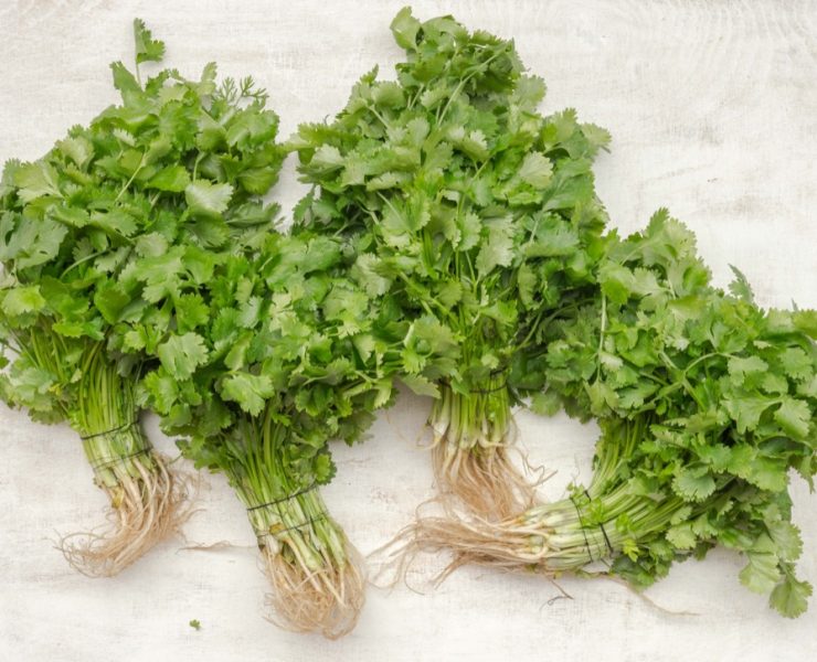cilantro