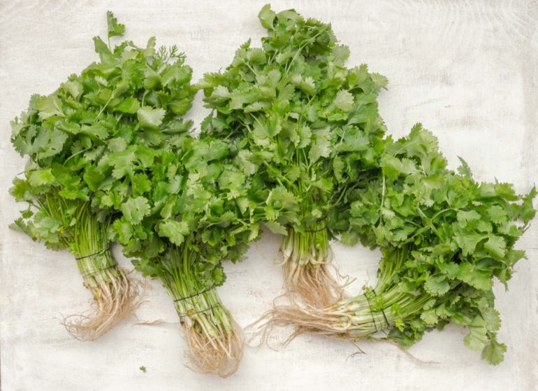 What’s the difference Coriander, cilantro and parsley