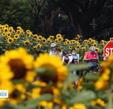 sunflowers