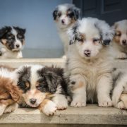 seven dog puppies sitting on the floor
