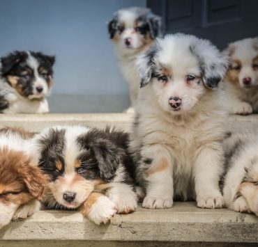 seven dog puppies sitting on the floor