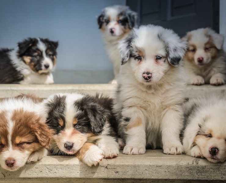 seven dog puppies sitting on the floor