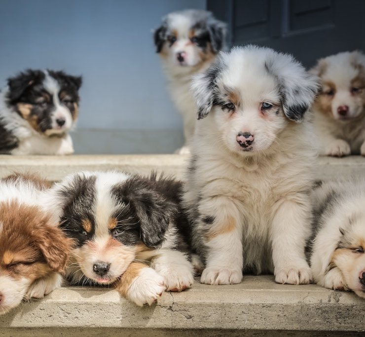 seven dog puppies sitting on the floor