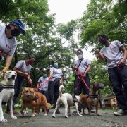 dogs with their owners in the park