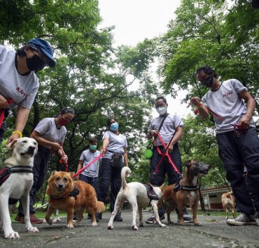 dogs with their owners in the park