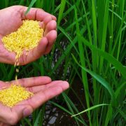 golden rice on the palm of a person in the field