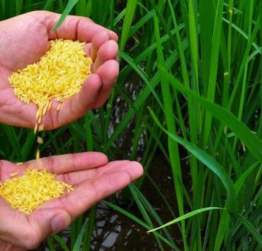 golden rice on the palm of a person in the field