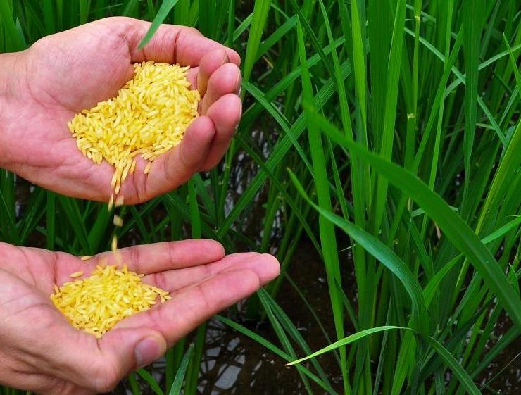 golden rice on the palm of a person in the field