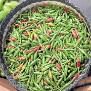 siling labuyo chili peppers harvested and collected in a basket
