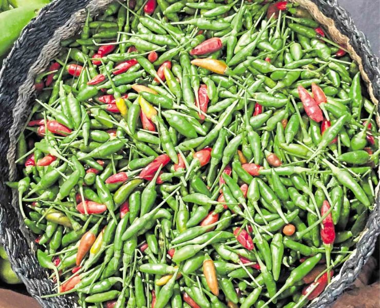 siling labuyo chili peppers harvested and collected in a basket