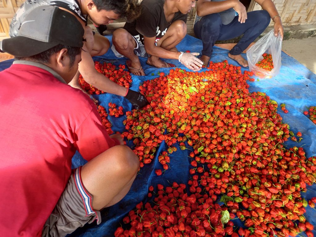 farmers count pile of carolina reaper peppers