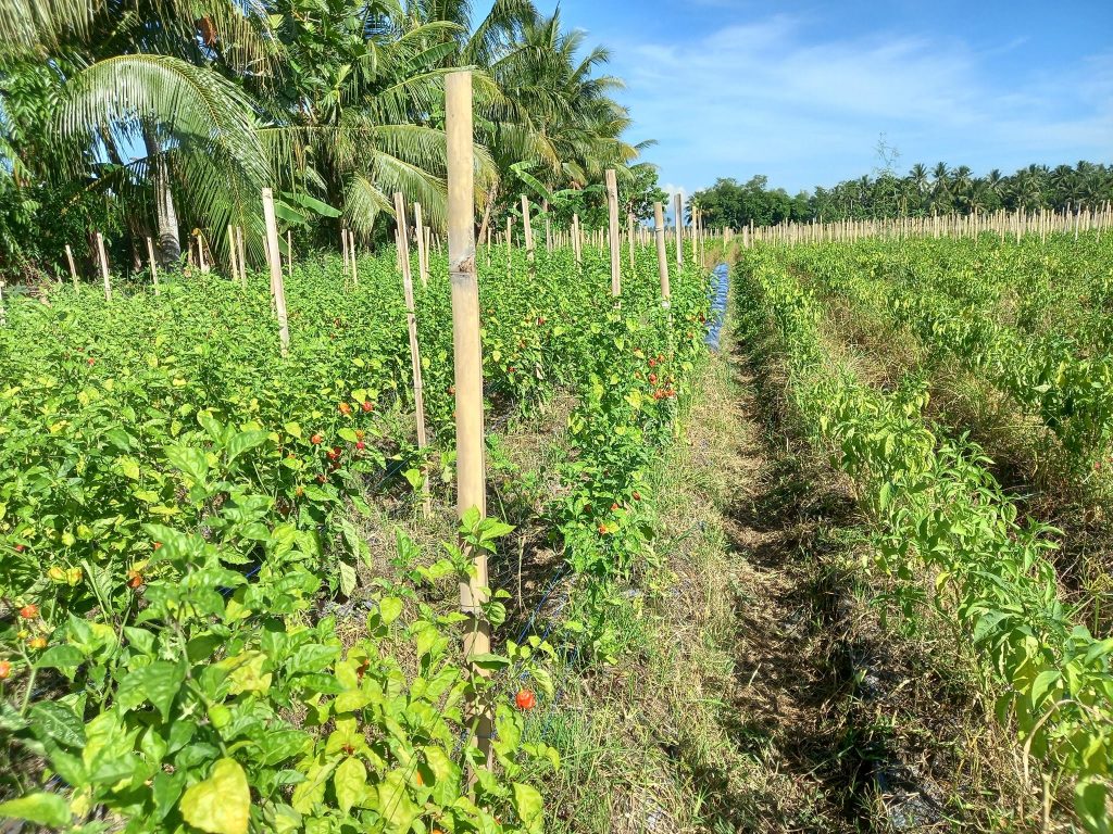a farm of carolina reaper peppers in south cotabato
