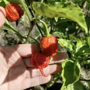 carolina reaper pepper fruit in a tree