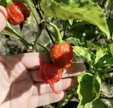 carolina reaper pepper fruit in a tree