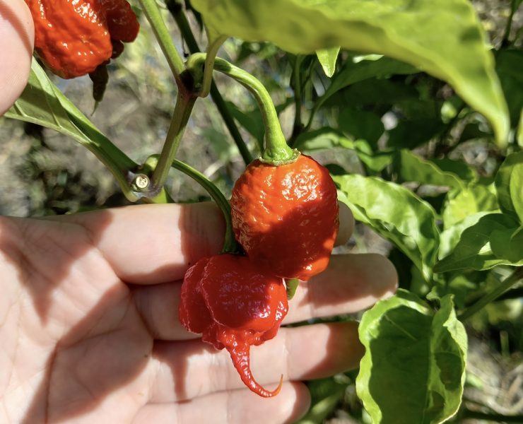 carolina reaper pepper fruit in a tree
