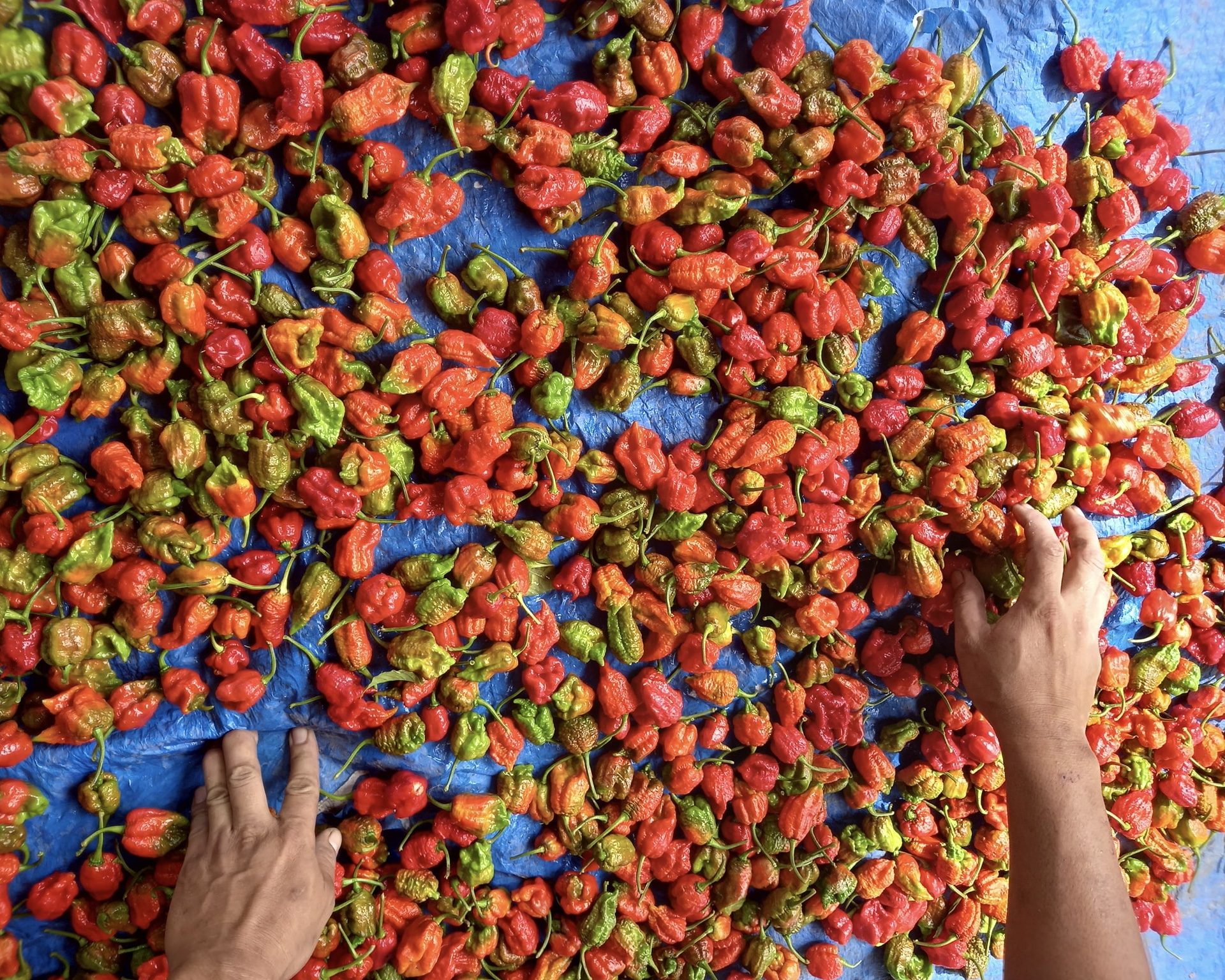 farmers count pile of carolina reaper peppers