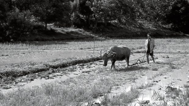 john lloyd cruz in lav diaz’s history of ha plowing the field with a carabao