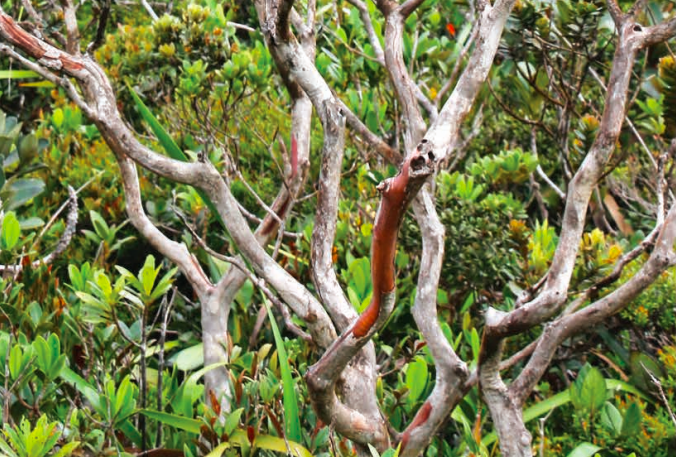 Tristaniopsis flexuosa bark