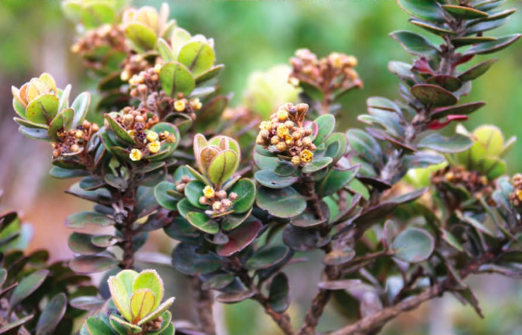 Tristaniopsis flexuosa leaves