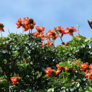 african tulip tree