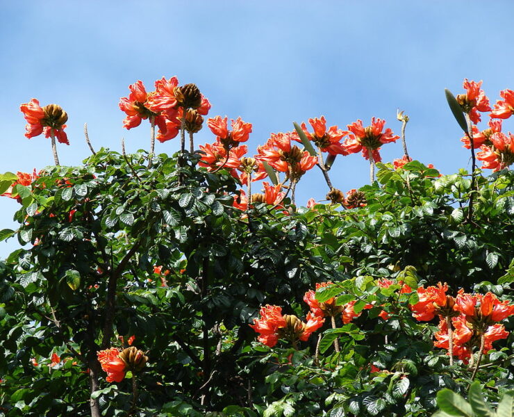 african tulip tree