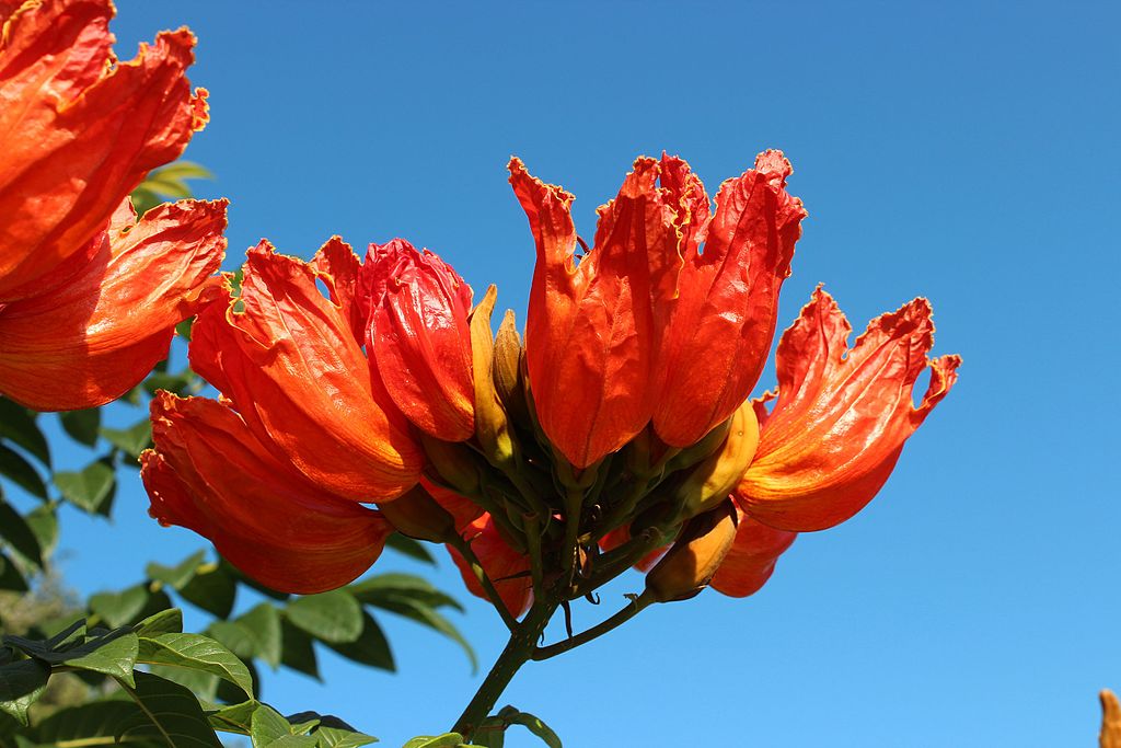 flowers of african tulip tree