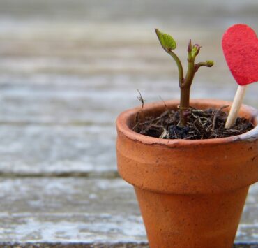 christmas gift nature