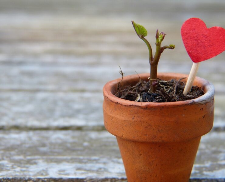 christmas gift nature