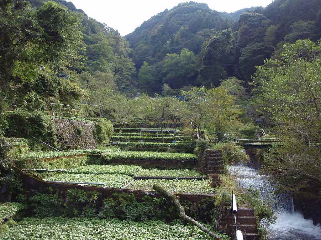 Ikadaba-Wasabi-Fields-in-Izu-Shizuoka-Prefecture-Japan