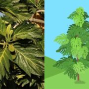 antipolo tree side by side comparison with gcash forest illustration