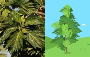 antipolo tree side by side comparison with gcash forest illustration