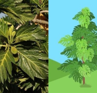antipolo tree side by side comparison with gcash forest illustration