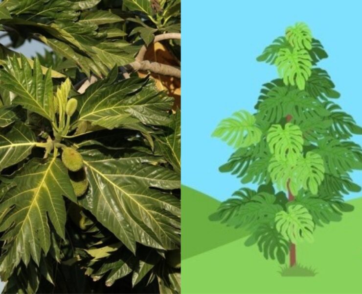 antipolo tree side by side comparison with gcash forest illustration