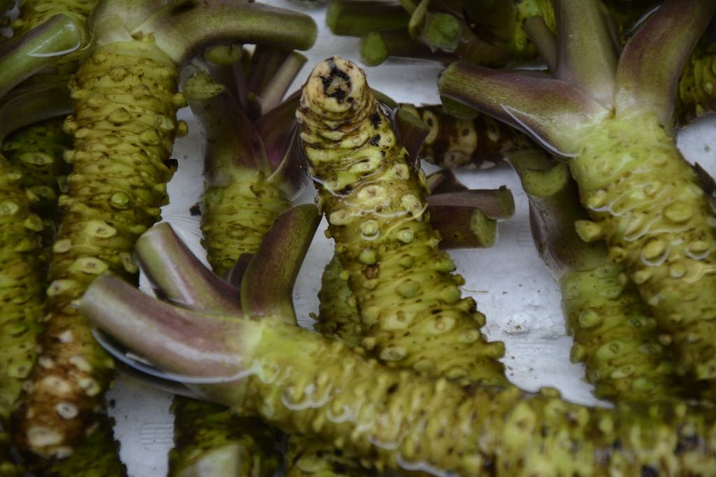 wasabi roots in water