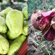 rural rising atc box all you can