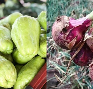 rural rising atc box all you can