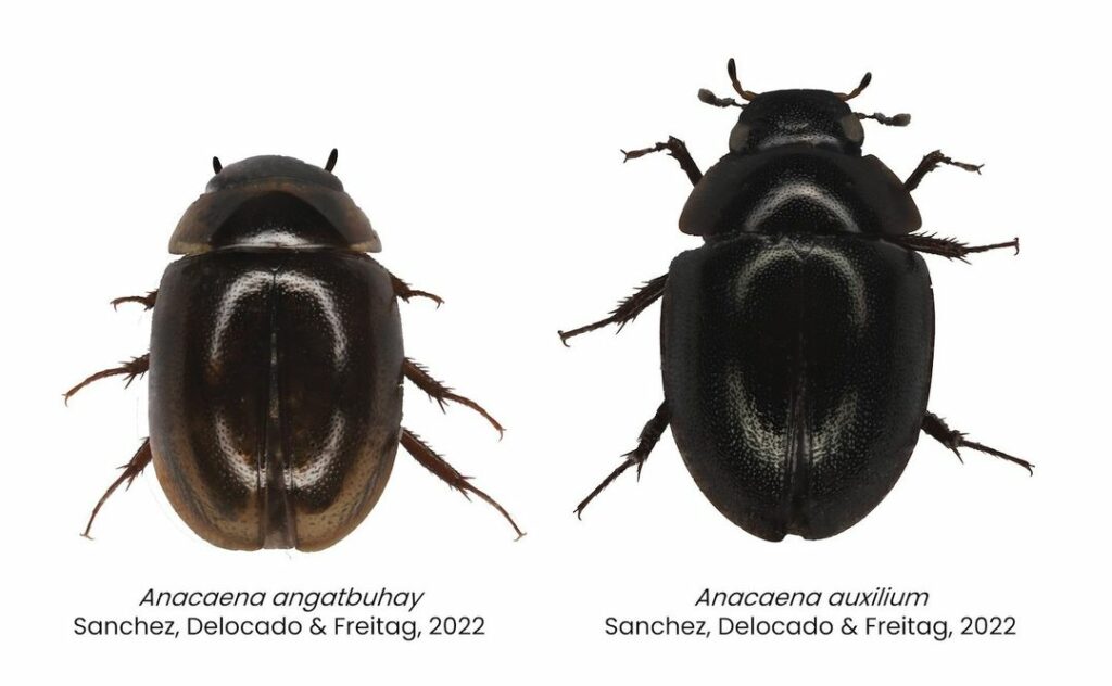 Two New Beetle Species Were Discovered By A Student - NOLISOLI