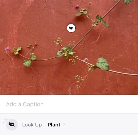 How to identify plants your iPhone photo - NOLISOLI