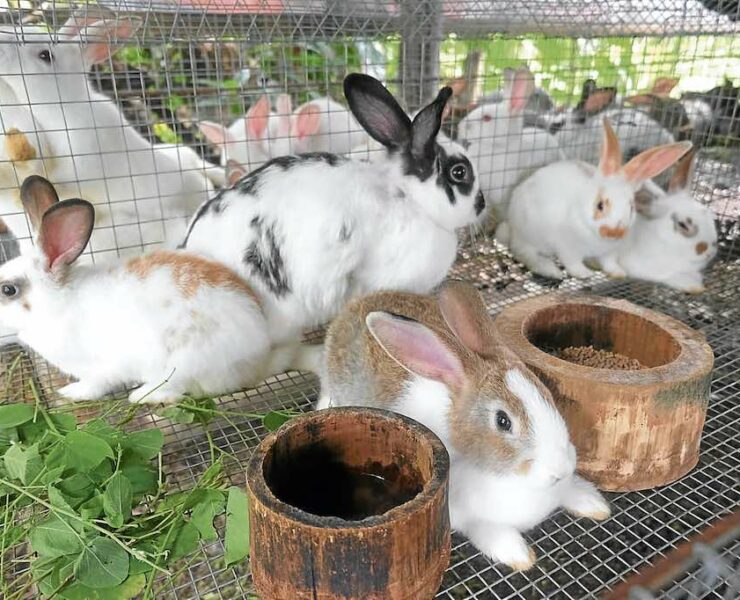 rabbits raised in cage for food