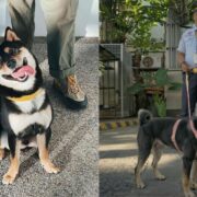 shoyu inu shiba dog the alley at karrivin