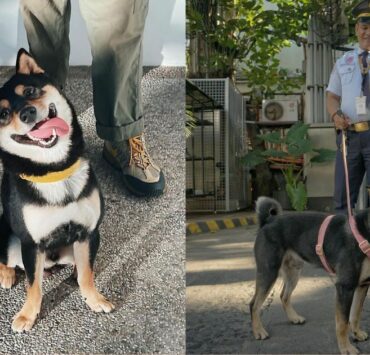 shoyu inu shiba dog the alley at karrivin